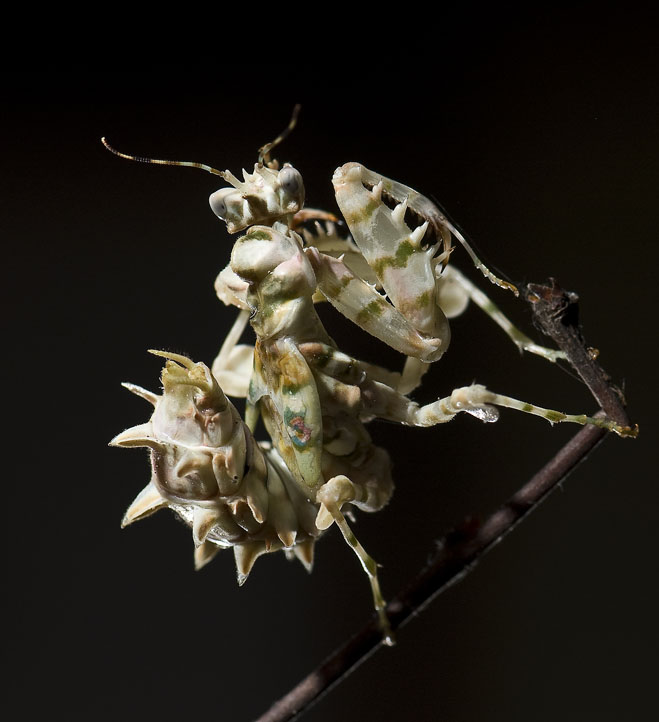 Blütenmantis (Pseudocreobotra ocellata)