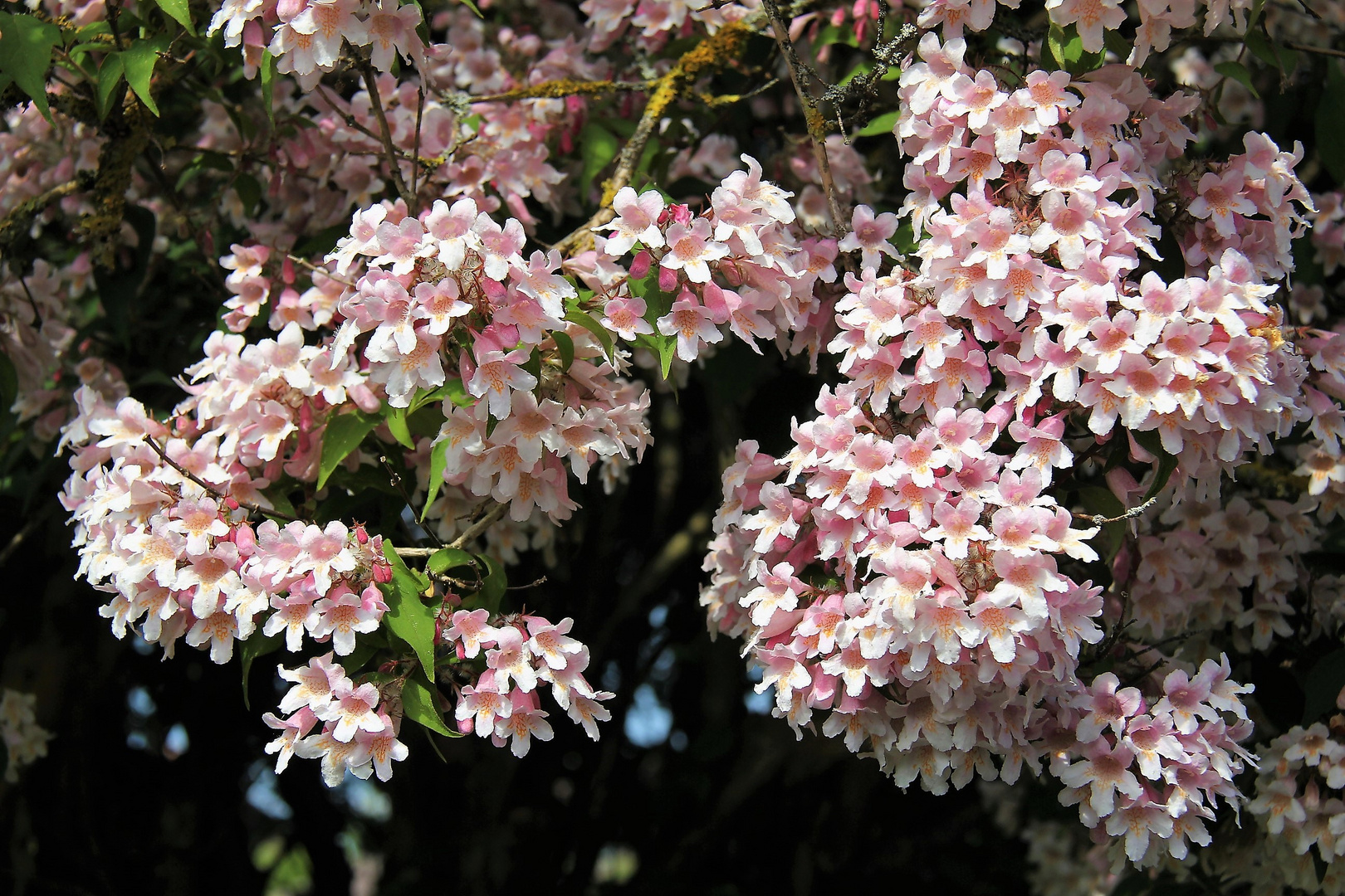 Blütenmeer