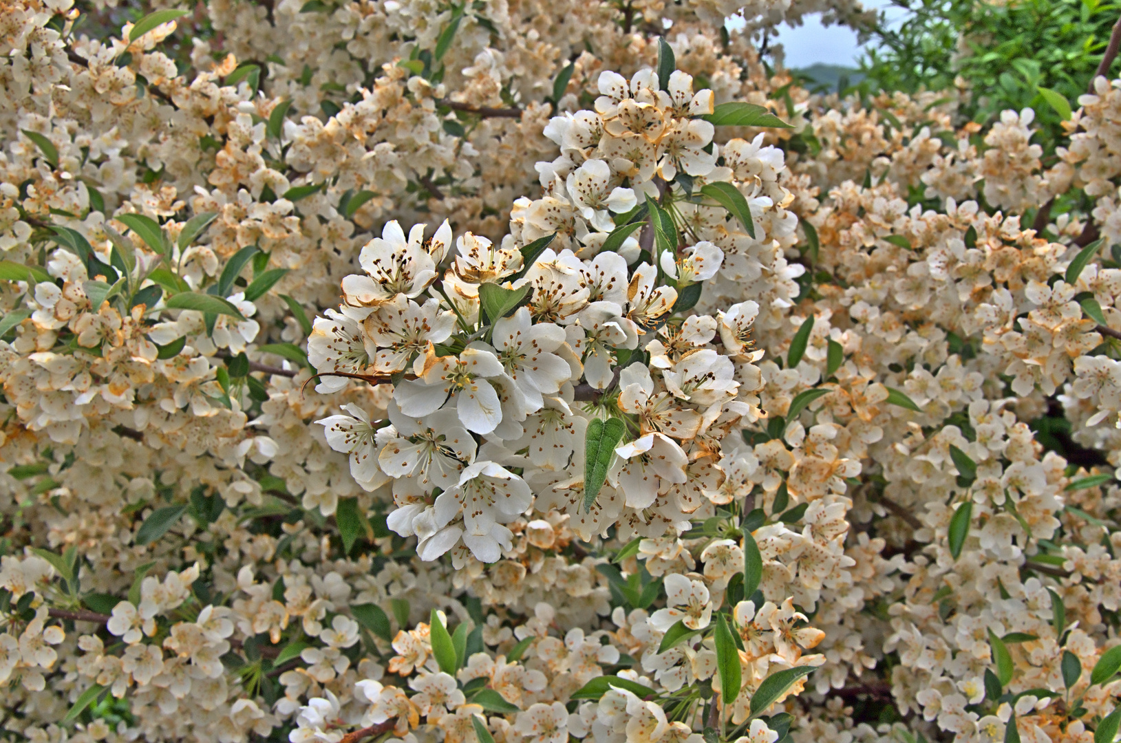 Blütenmeer