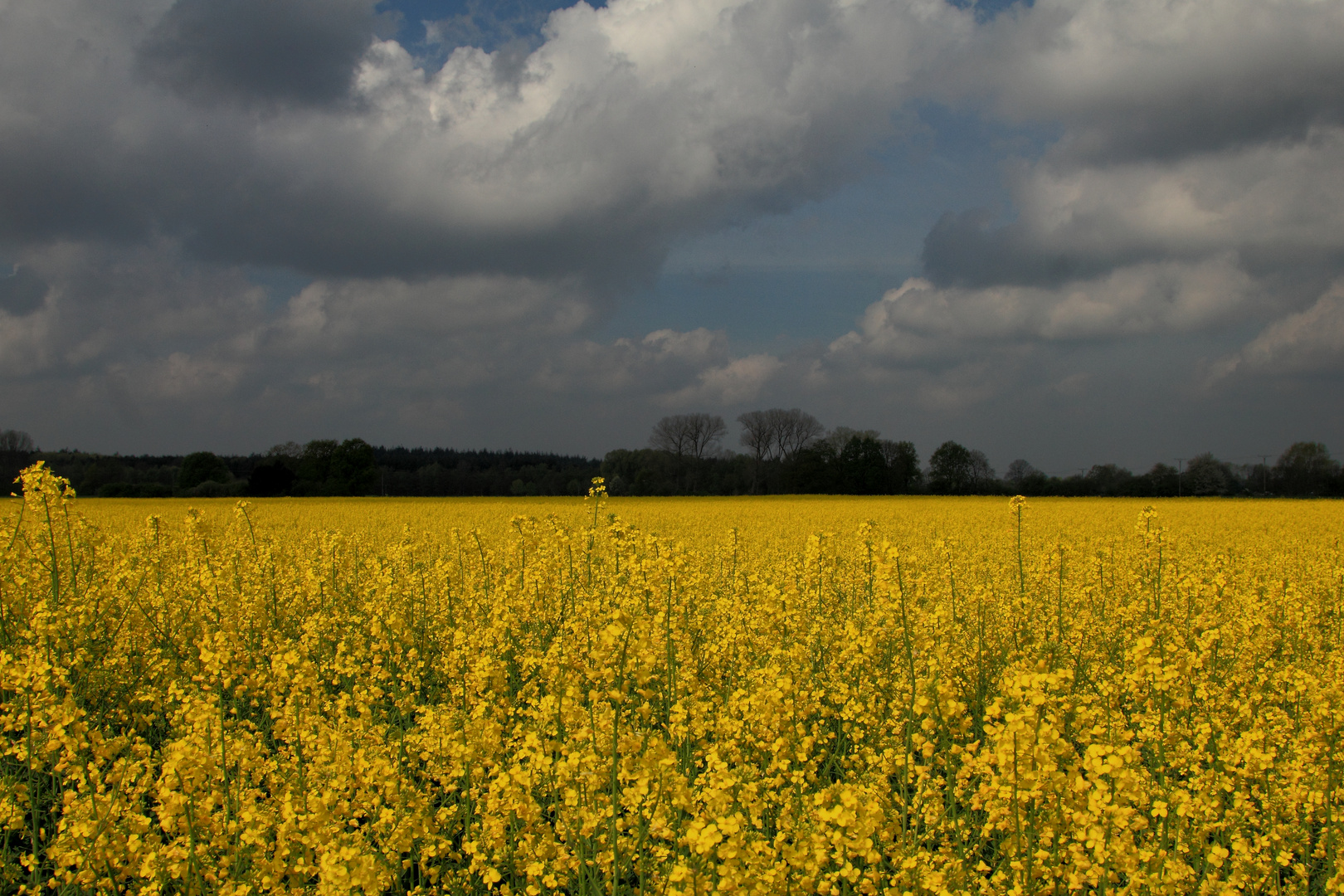 Blütenmeer