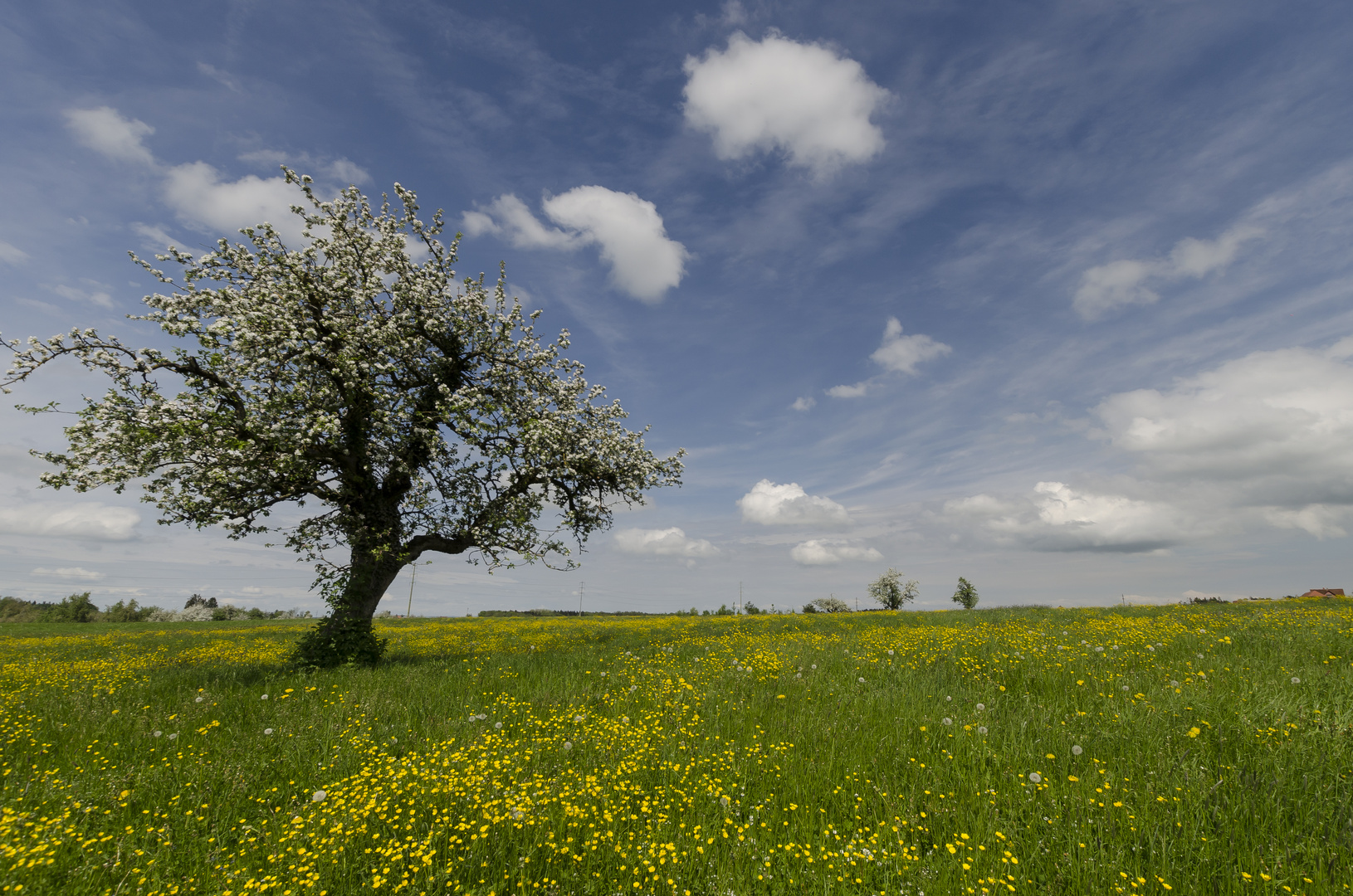 Blütenmeer