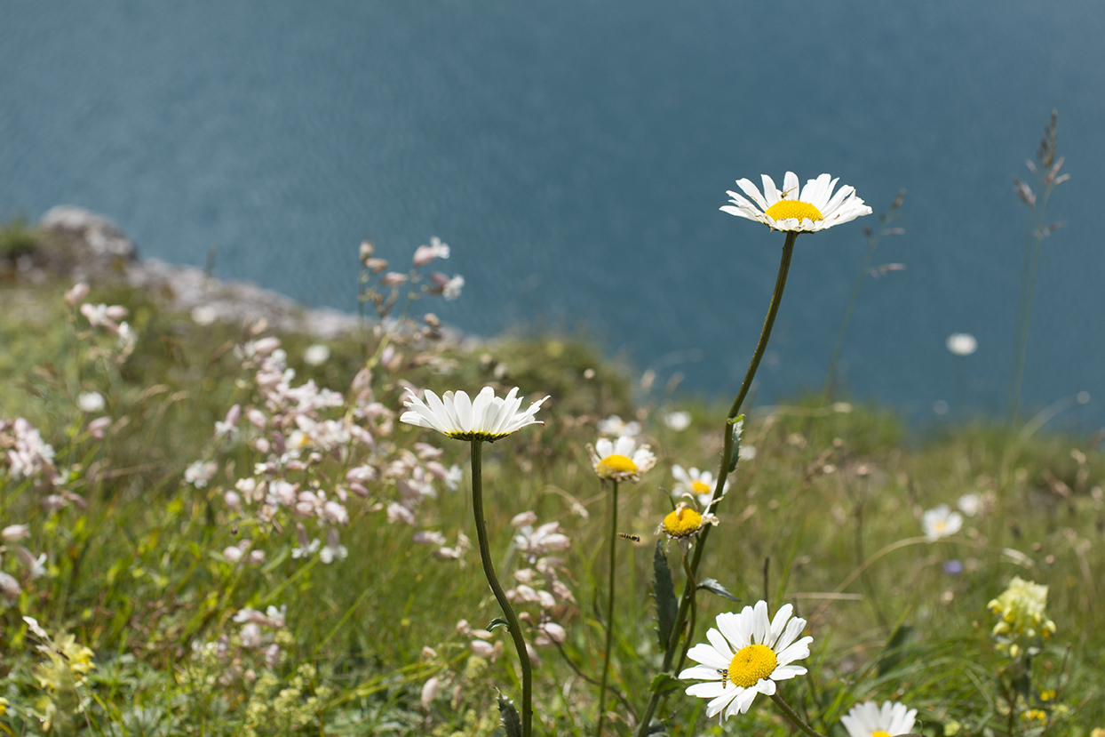 blütenmeer