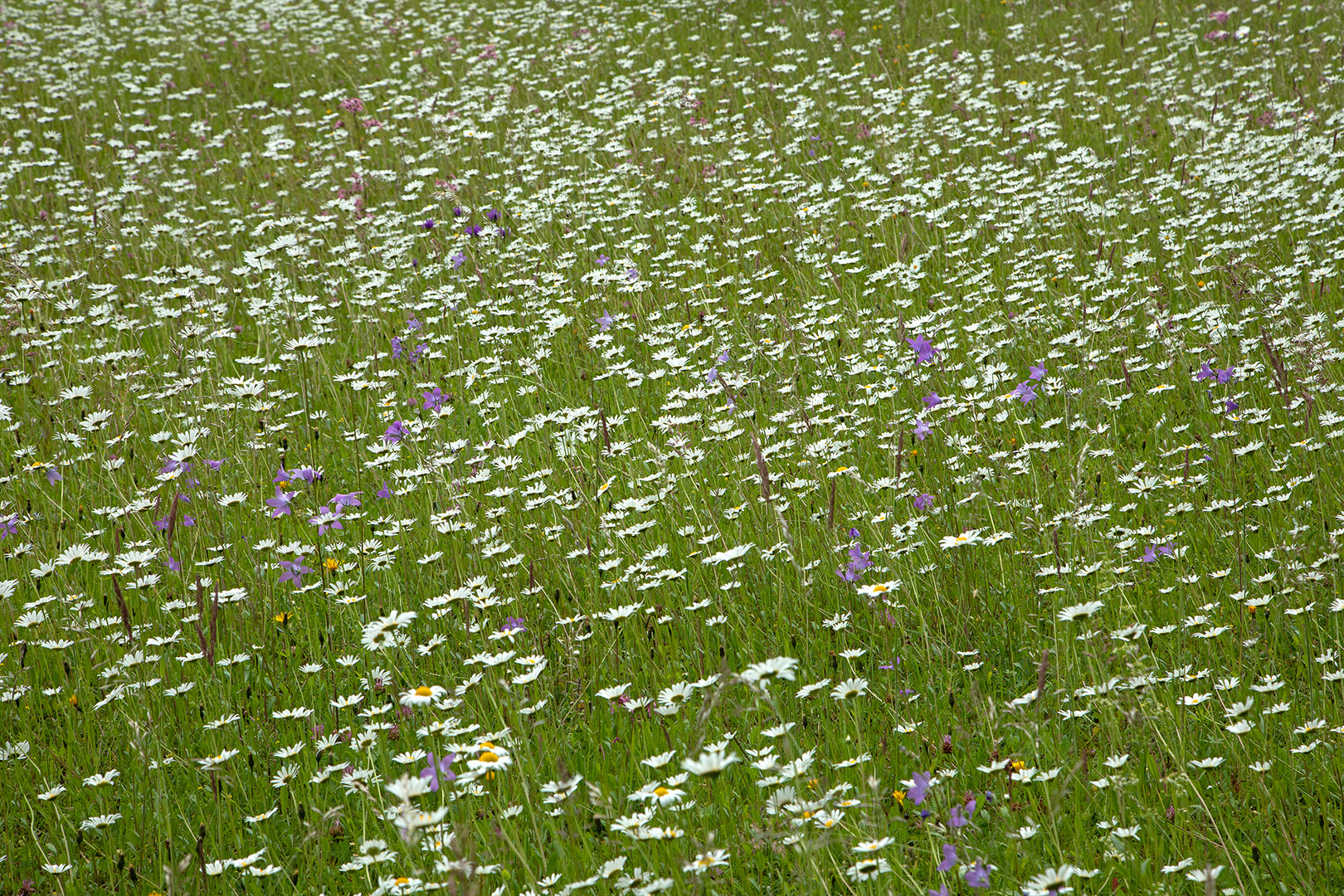 Blütenmeer