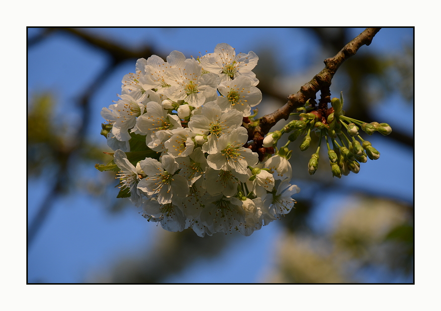 *blüten.meer*