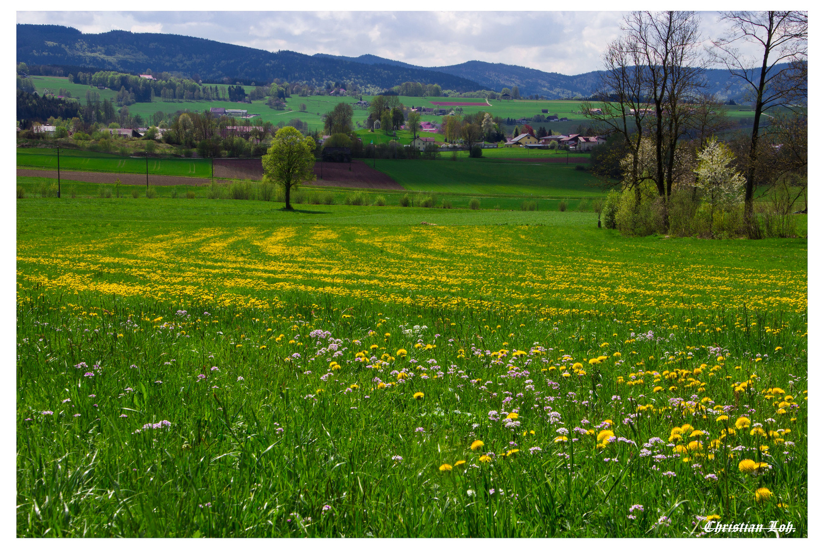 Blütenmeer