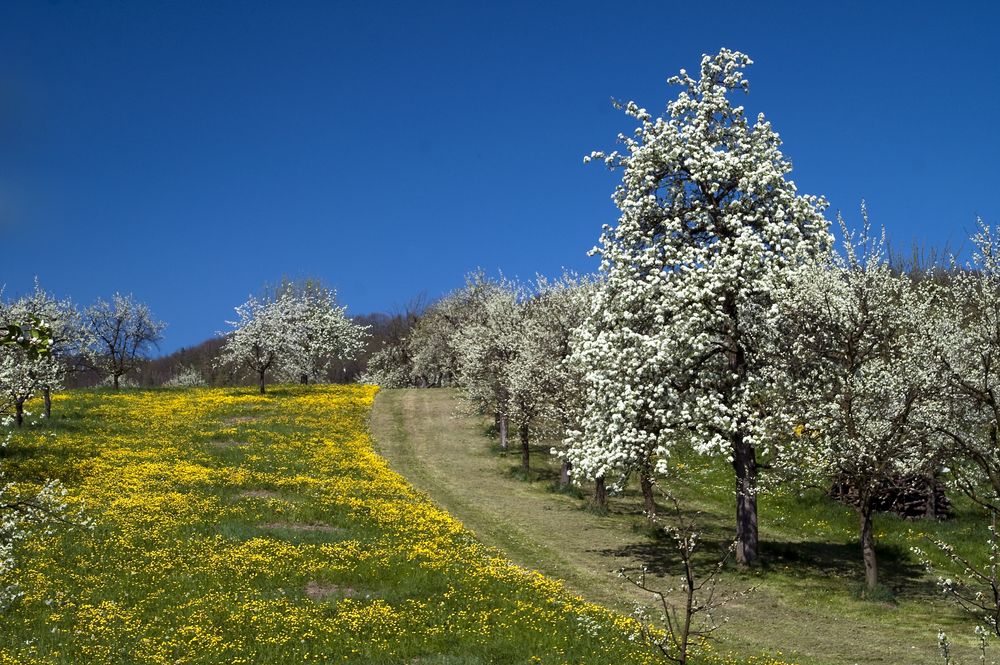 Blütenmeer