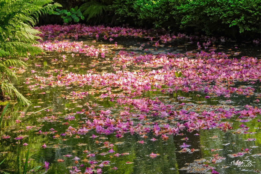 Blütenmeer