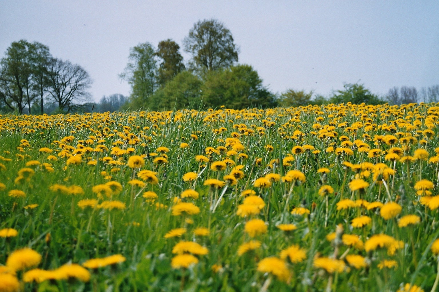 Blütenmeer