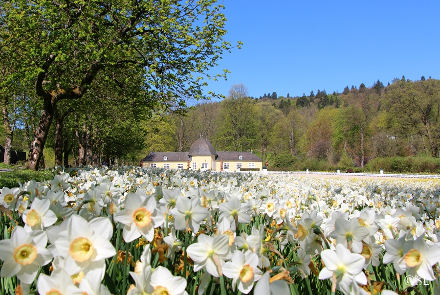 Blütenmeer