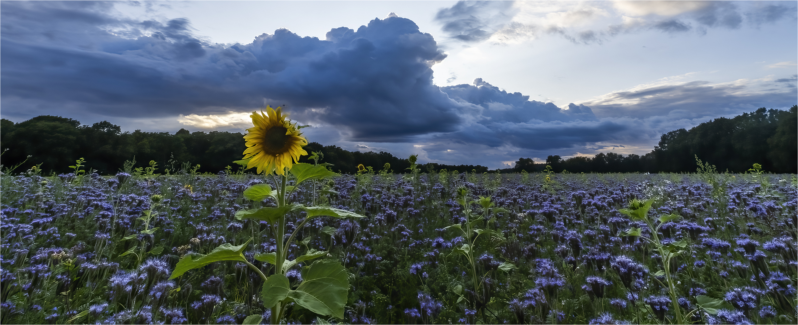 … Blütenmeer ackerweit …