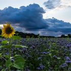 … Blütenmeer ackerweit …