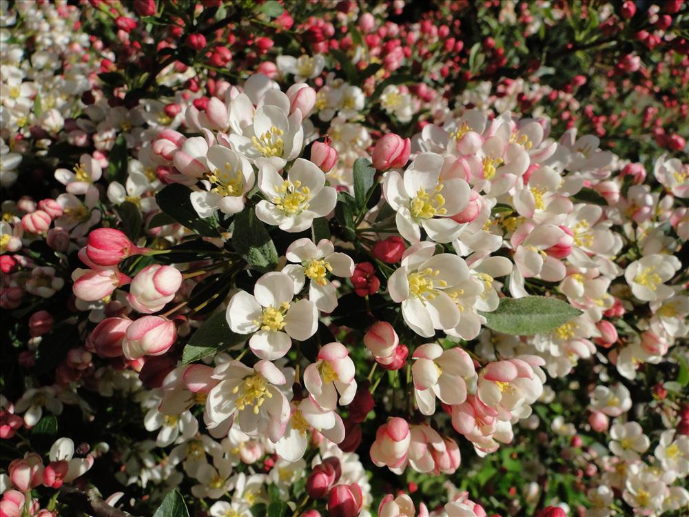 Blütenmeer am Apfelbaum
