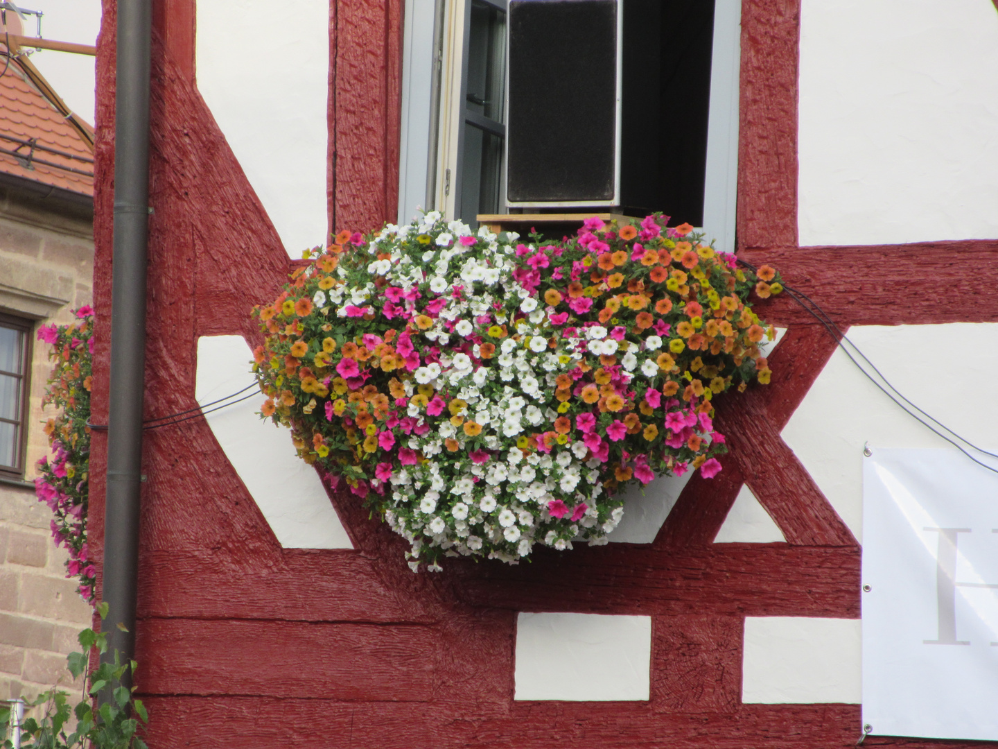 Blütenmeer am Rathaus