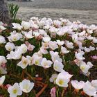 Blütenmeer am Sand**
