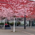 Blütenmeer am Stadtbad