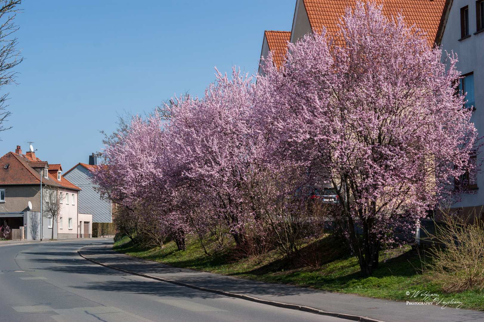 Blütenmeer am  Straßenrand