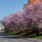 Blütenmeer am  Straßenrand