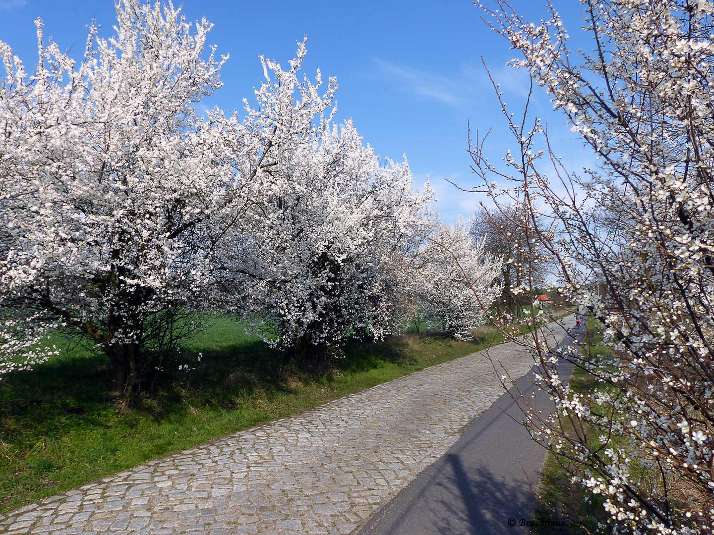 Blütenmeer an der Landstraße