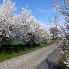 Blütenmeer an der Landstraße