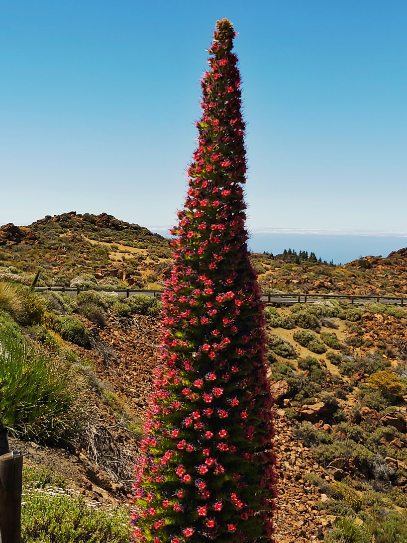 Blütenmeer auf dem Teide/Teneriffa