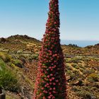 Blütenmeer auf dem Teide/Teneriffa