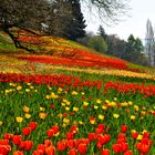 Blütenmeer auf der Insel Mainau