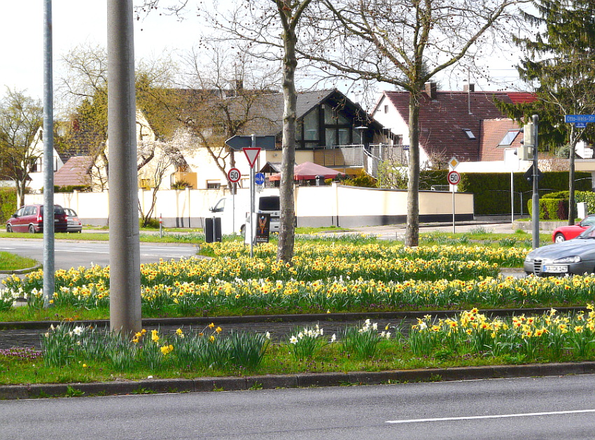 Blütenmeer auf Verkehrsinseln