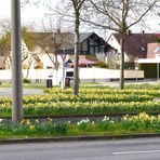 Blütenmeer auf Verkehrsinseln