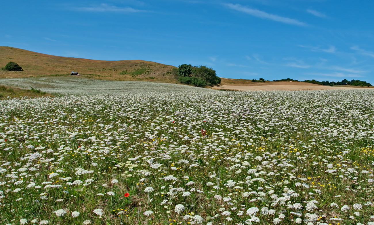 Blütenmeer