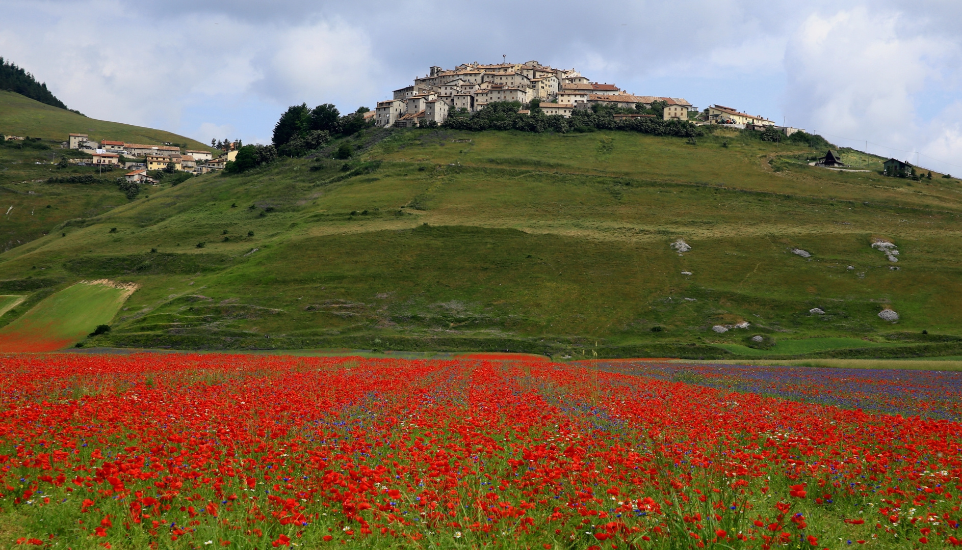 Blütenmeer bei Castelluccio di Norcia