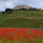 Blütenmeer bei Castelluccio di Norcia