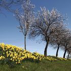 Blütenmeer bei Wollmersheim