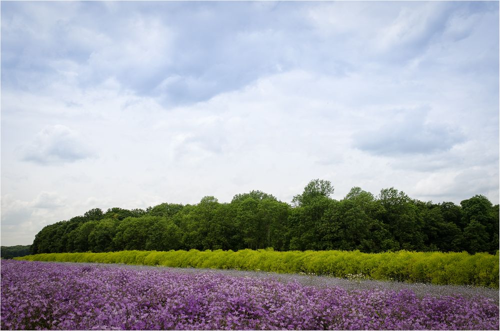 Blütenmeer