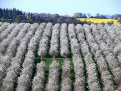 Blütenmeer - Blütenheer