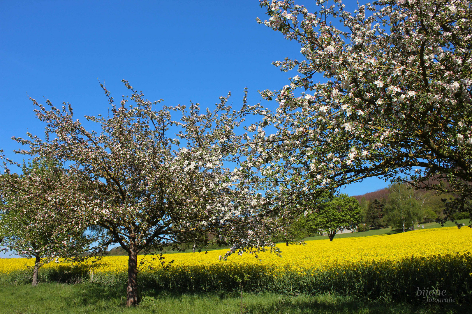 Blütenmeer