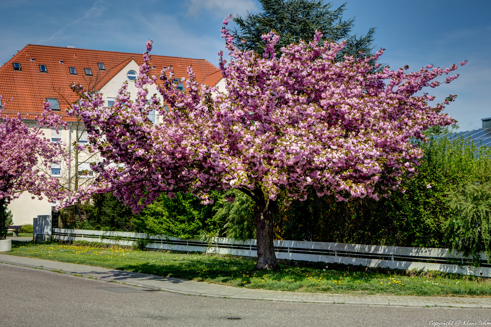 Blütenmeer