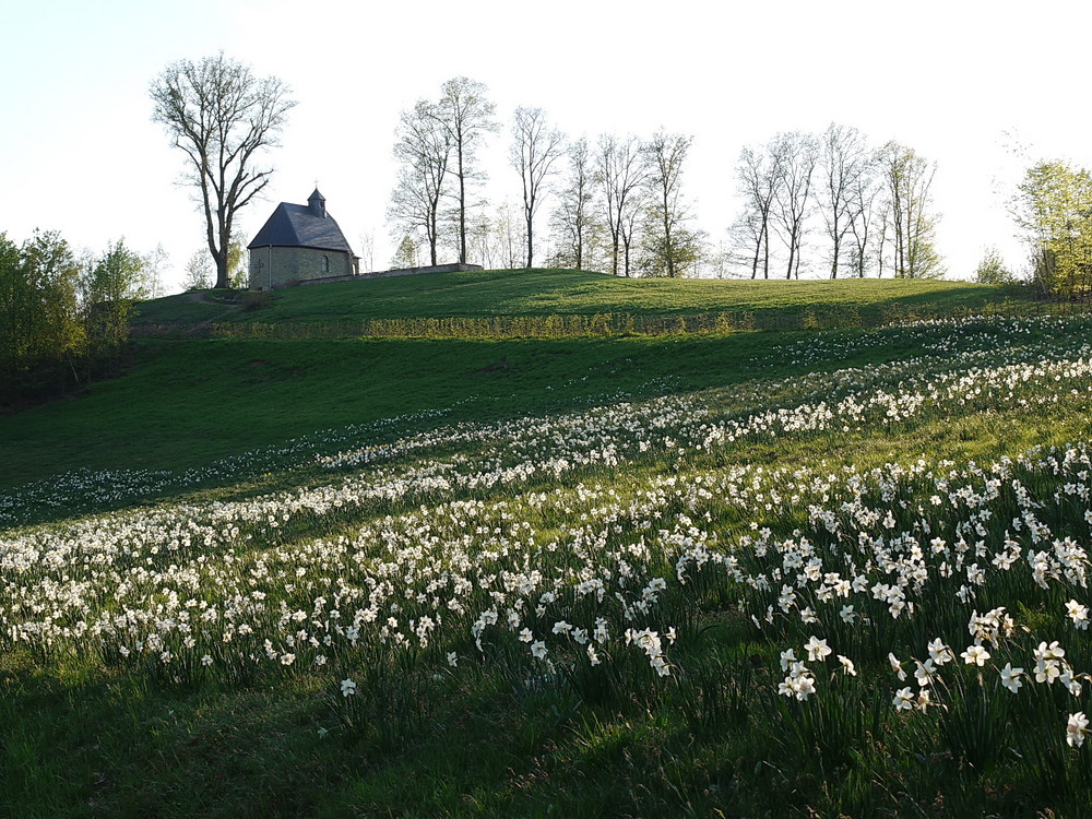 Blütenmeer