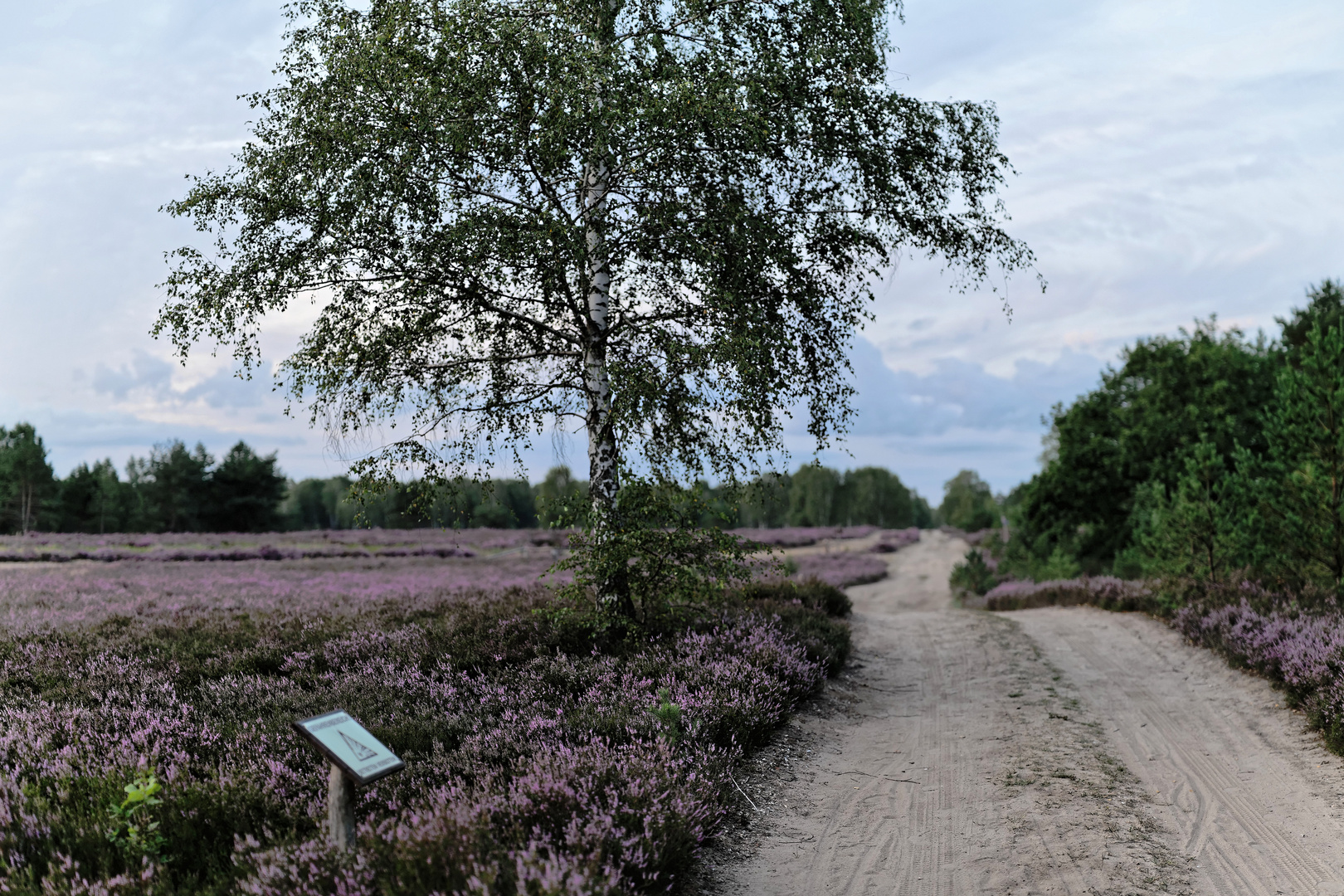 Blütenmeer gleich nebenan 2