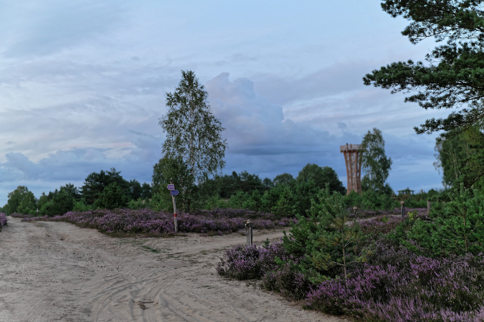 Blütenmeer gleich nebenan