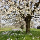 Blütenmeer im April