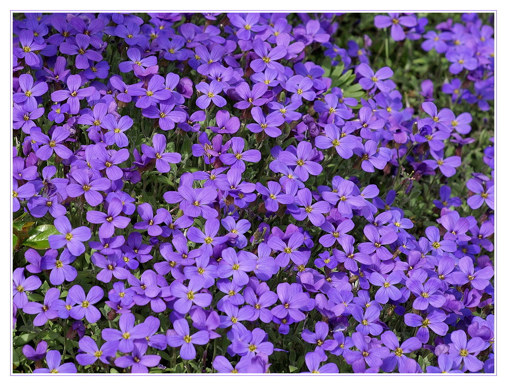 Blütenmeer im Frühling