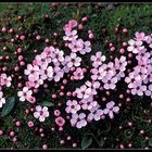 Blütenmeer im Frühling - Iceland