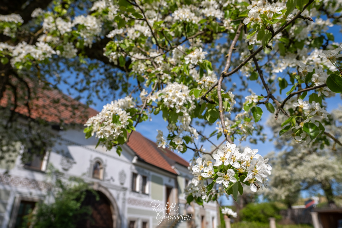 Blütenmeer im Mostviertel in N.Ö. #5