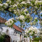 Blütenmeer im Mostviertel in N.Ö. #5