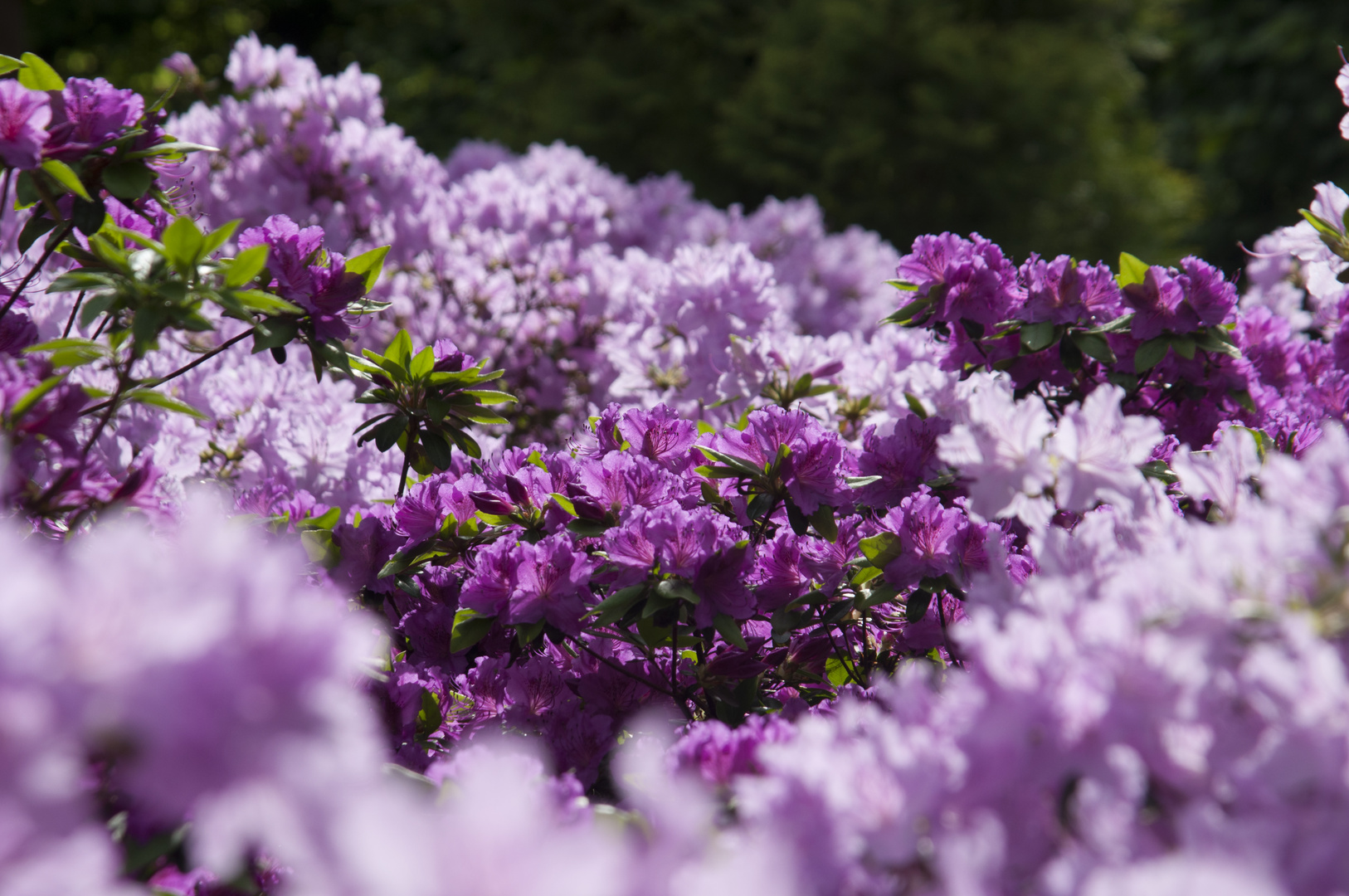 Blütenmeer im Schlosspark Pillnitz