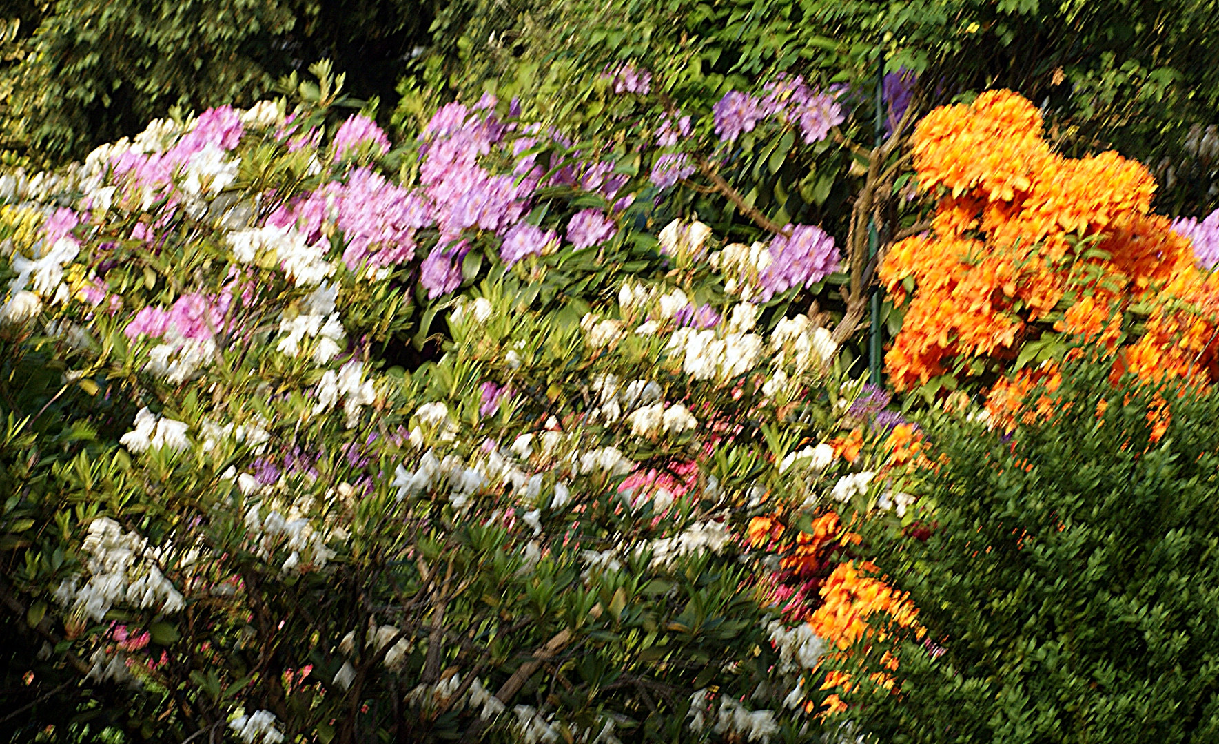 Blütenmeer in Nachbars Garten Foto & Bild natur, garten