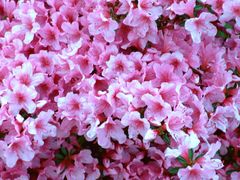 Blütenmeer in rosa-rot