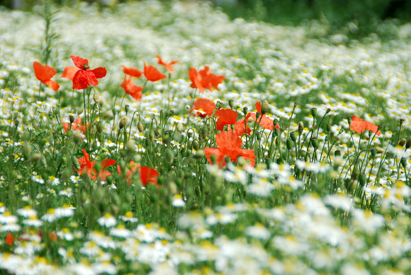 Blütenmeer in Rot und Weiß