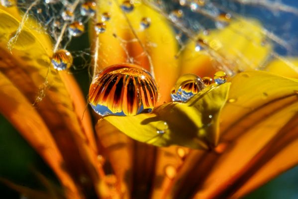 Blütenmeer in Tropfenform