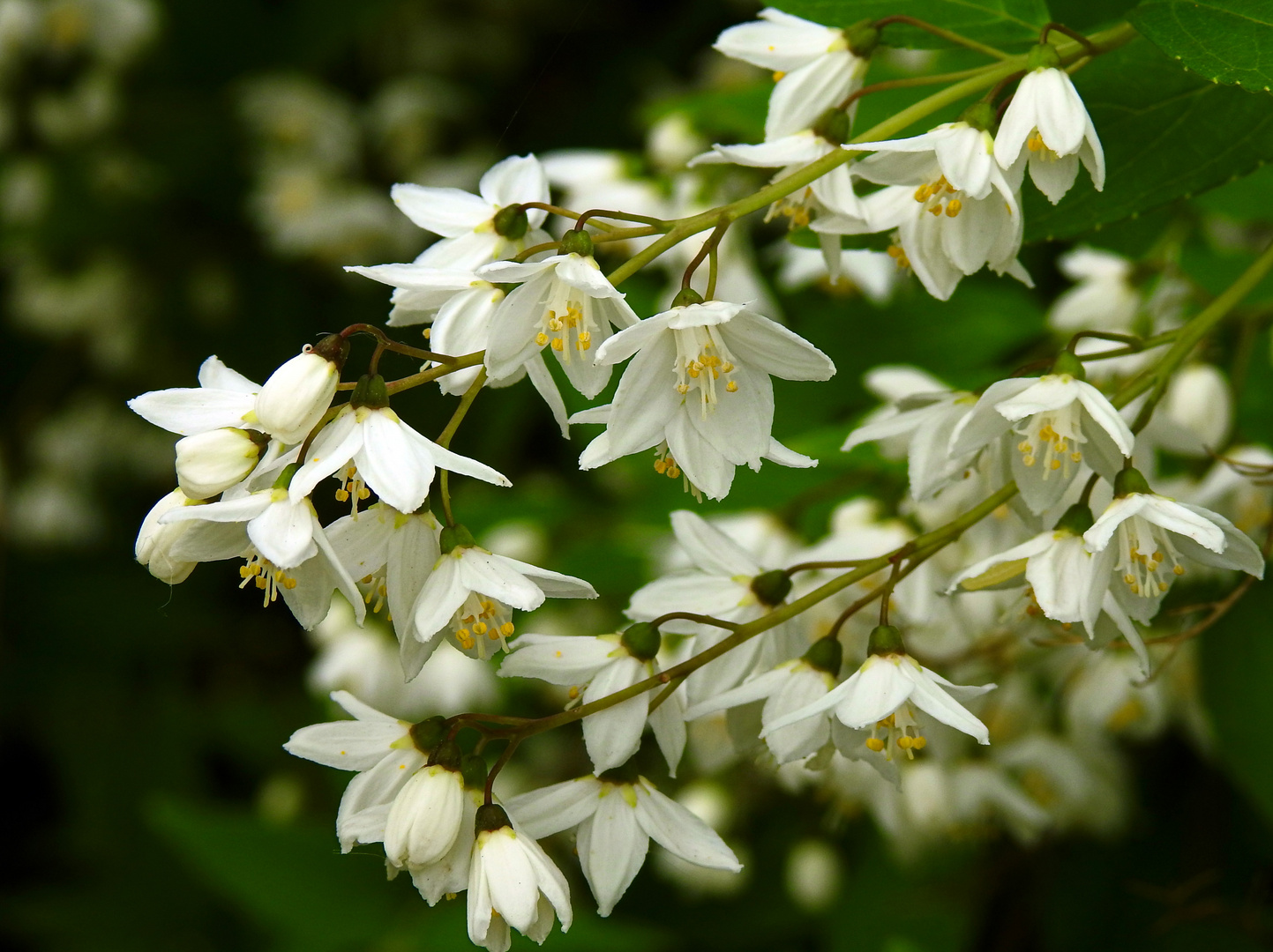 Blütenmeer (Maiblumenstrauch / Deutzia)